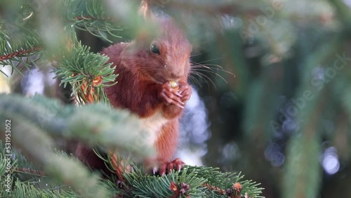 Squirrel (Sciurus) sits on the fir tree and eats the buds - Canon R6 with RF 100-500mm [4K50p]