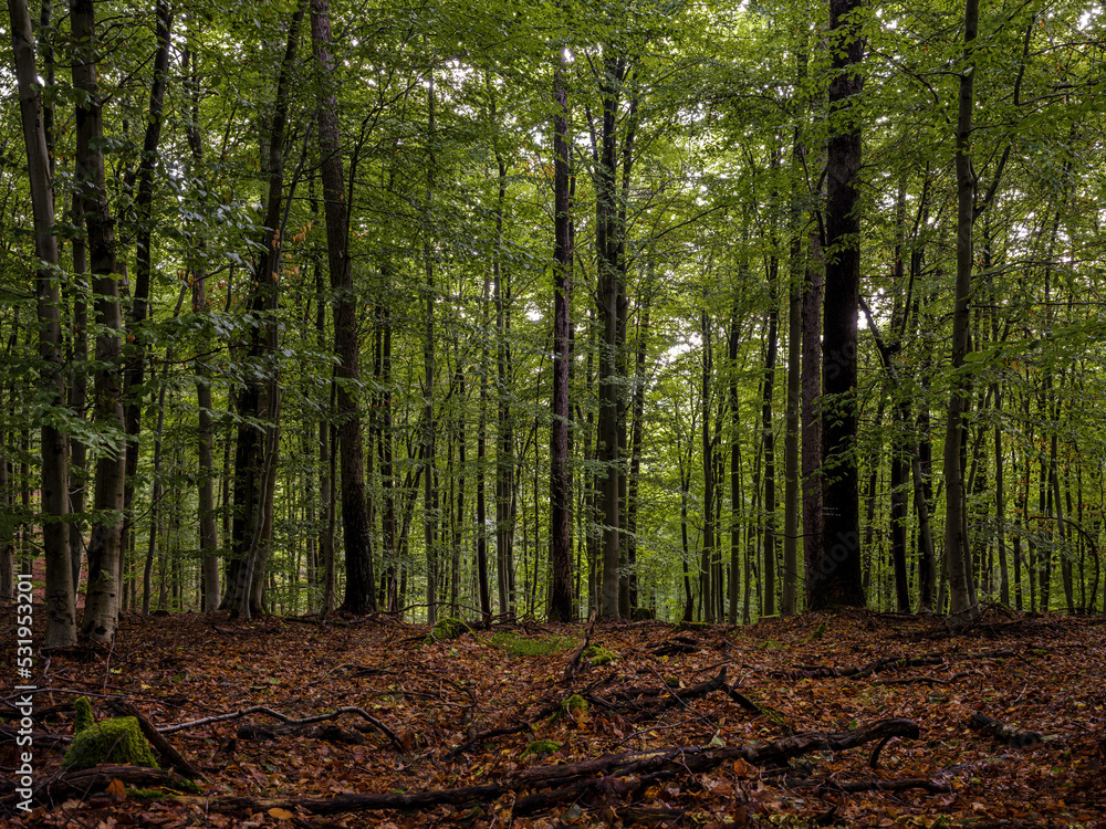 Obraz premium Mischwald Marburger Forst