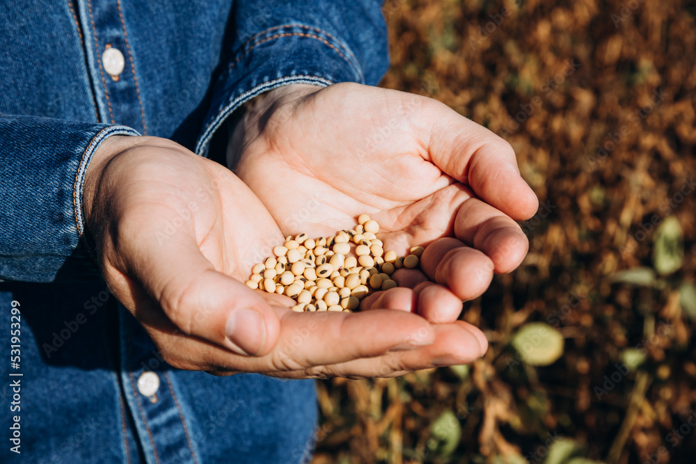 Close-up of a farmer holding ripe yellow soybeans in his palms on a sunny day in an agricultural field in a denim shirt Close-up of a farmer holding ripe yellow soybeans in his palms on a sunny day in an agricultural field in a denim shirt