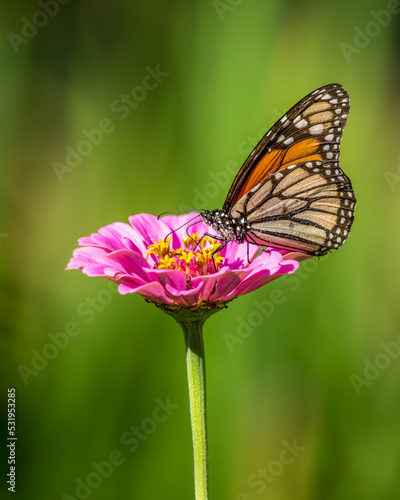 Monarch Butterfly Perched on Pink Zinnia