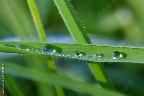 Water drops (dew) on green grass leaf in the morning
