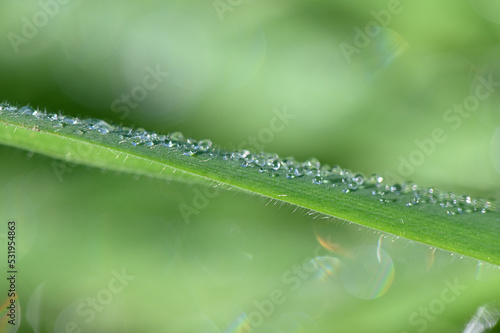 Water drops (dew) on green grass leaf in the morning