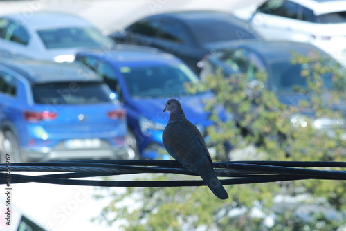 bird on a wire