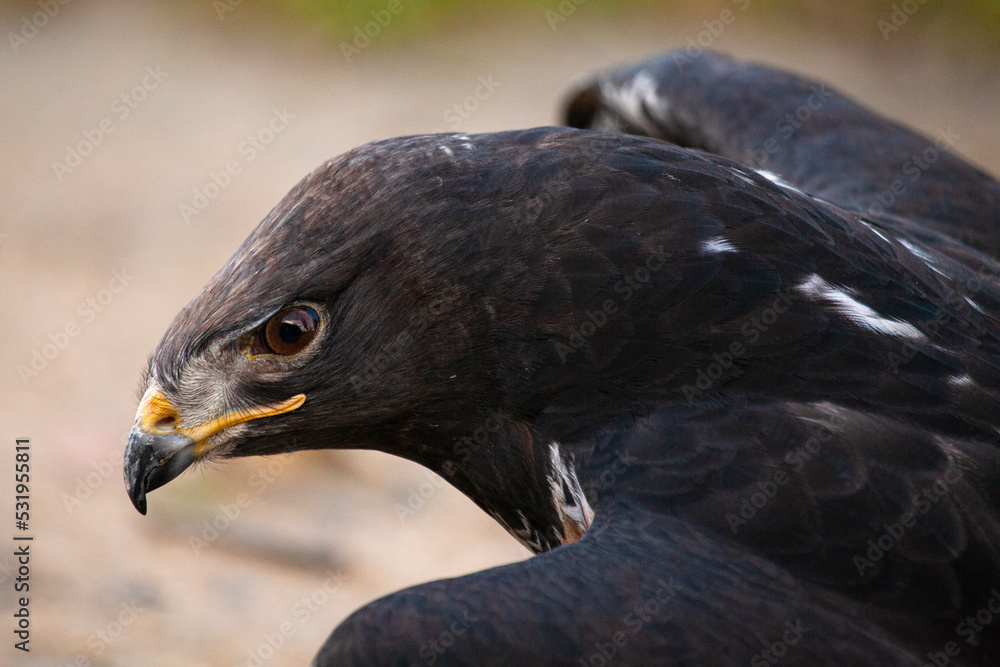 Fototapeta premium Portrait of a Jackal Buzzard