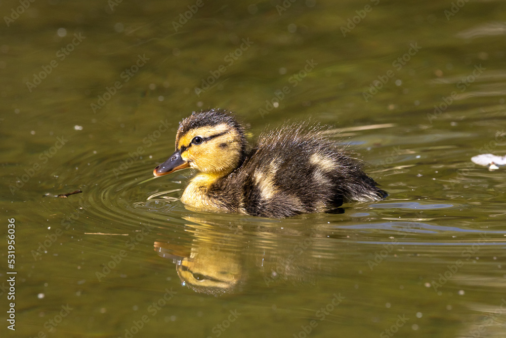Wild duck or mallard, Anas platyrhynchos family with young goslings at a lake in Munich, Germany Wild duck or mallard, Anas platyrhynchos family with young goslings at a lake in Munich, Germany