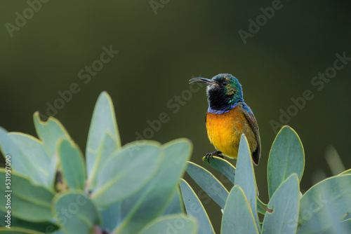 Orange-breasted sunbird (Anthobaphes violacea). Betty's (Bettys) Bay. Whale Coast. Overberg. Western Cape. South Africa photo