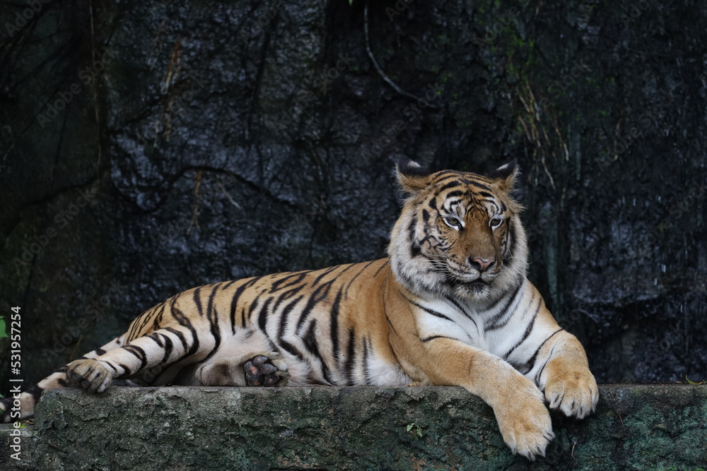 Obraz premium Close up bengal tiger is beautiful animal and dangerous in forest