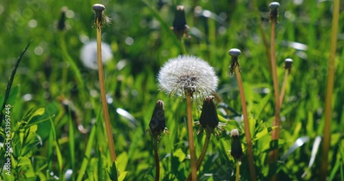 Dandelions and meadow grasses gently sway in sunlight within a forest clearing. Beautiful natural 4K background, conveying ecology, nature's serene beauty