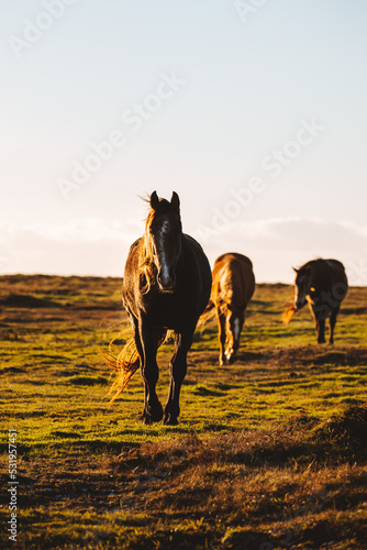 horses in field at sunset