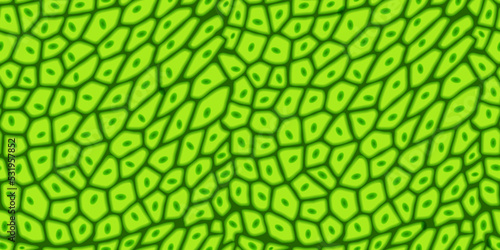 Plant cell texture under a microscope or abstract green seamless pattern. Leaf tissue layer vector macro illustration. Microbiology background. Scientific structure.