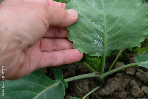 Colonies of Cabbage Whitefly on the backside of leaves. A woman inspects young cabbage plants. Pest control.