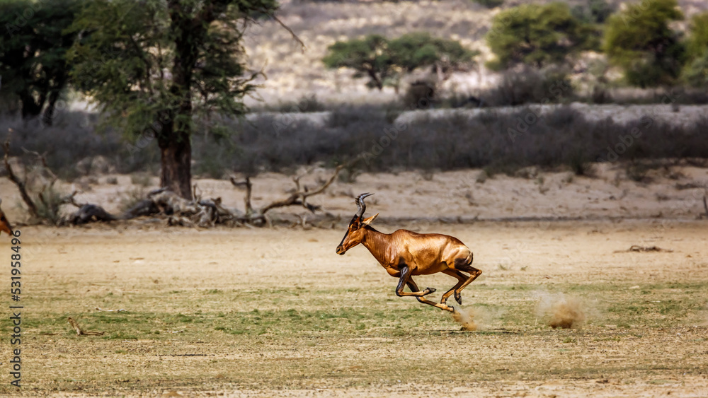 Hartebeest running side view in dry land in Kgalagadi transfrontier park, South Africa; specie Alcelaphus buselaphus family of Bovidae Hartebeest running side view in dry land in Kgalagadi transfrontier park, South Africa; specie Alcelaphus buselaphus family of Bovidae