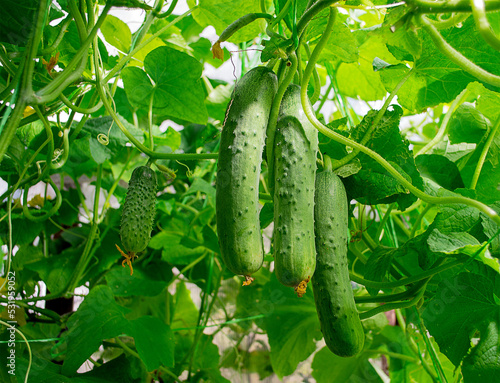 A bunch of fresh cucumbers in the greenhouse