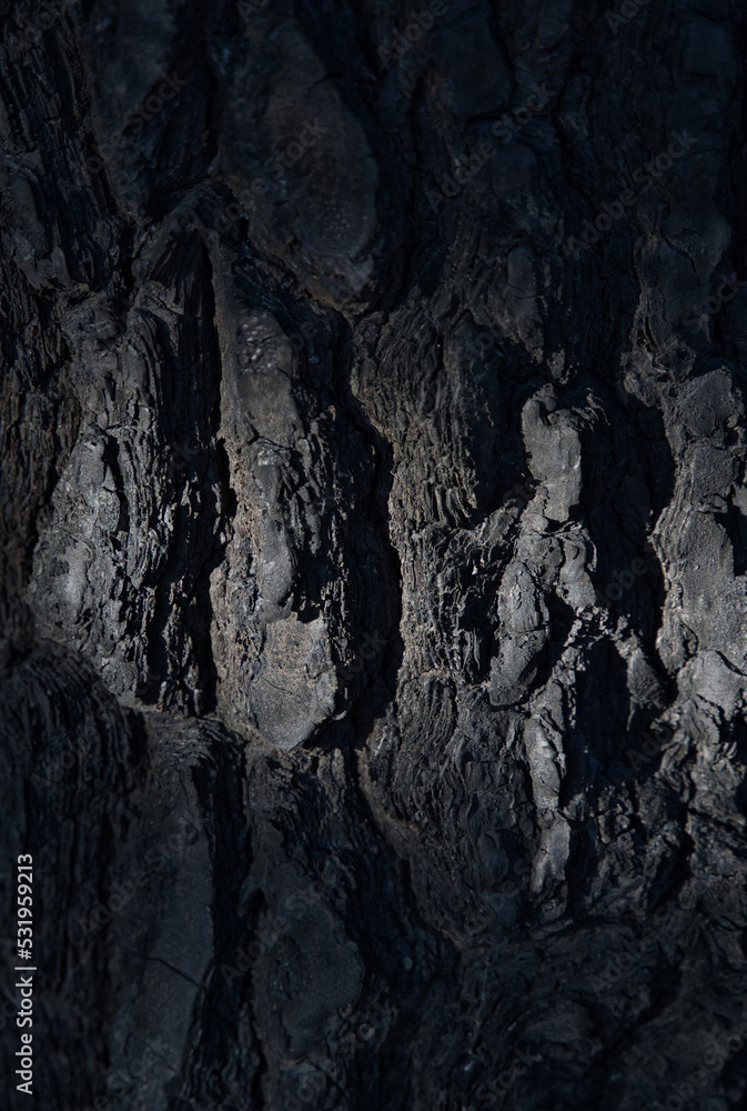 Fototapeta premium Tree trunk bark burnt after forest fire