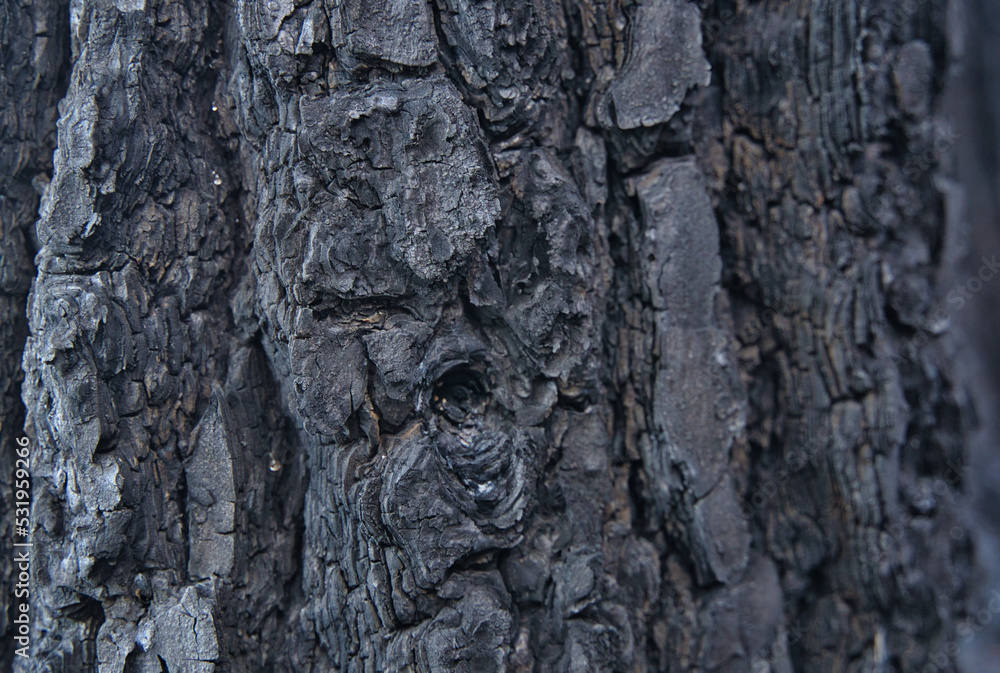Tree trunk bark burnt after forest fire Tree trunk bark burnt after forest fire