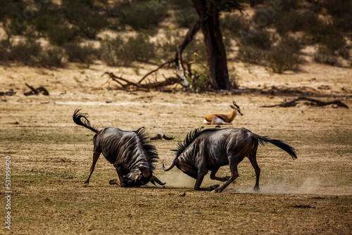 Two Blue wildebeest challenging scratching sand in Kgalagadi transfrontier park, South Africa ; Specie Connochaetes taurinus family of Bovidae