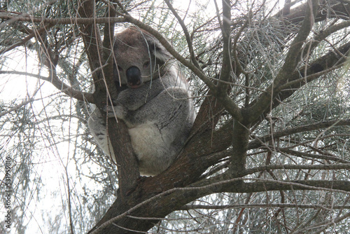 Photography koala in australia