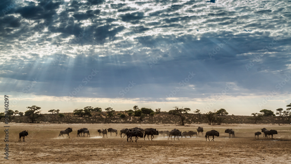 Scenery with herd of Blue wildebeest with amazing sky in Kgalagadi transfrontier park, South Africa ; Specie Connochaetes taurinus family of Bovidae