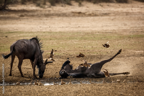 Group of Namaqua sandgrouse flying over Blue wildebeest grooming on floor in Kgalagadi transfrontier park, South Africa ; Specie Connochaetes taurinus family of Bovidae