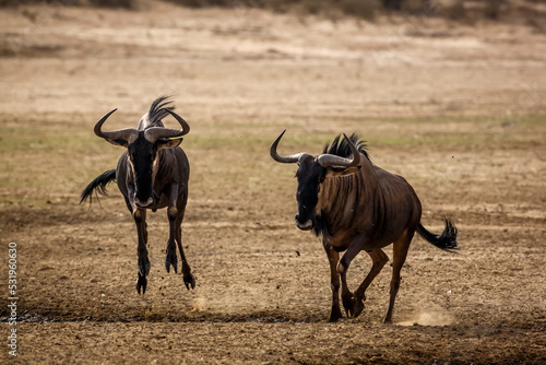 Two Blue wildebeest running after each other front view in Kgalagadi transfrontier park, South Africa ; Specie Connochaetes taurinus family of Bovidae