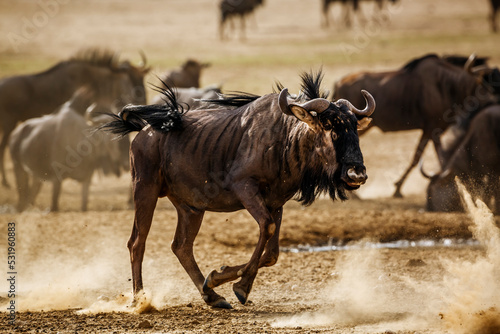 Blue wildebeest running front view in sand dust in Kgalagadi transfrontier park, South Africa ; Specie Connochaetes taurinus family of Bovidae