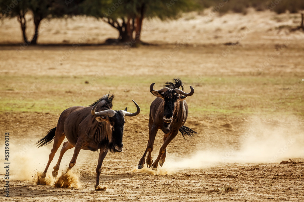 Two Blue wildebeest running after each othe in Kgalagadi transfrontier park, South Africa ; Specie Connochaetes taurinus family of Bovidae Two Blue wildebeest running after each othe in Kgalagadi transfrontier park, South Africa ; Specie Connochaetes taurinus family of Bovidae