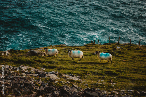 Sheep on slea head drive Dingle Ireland  photo