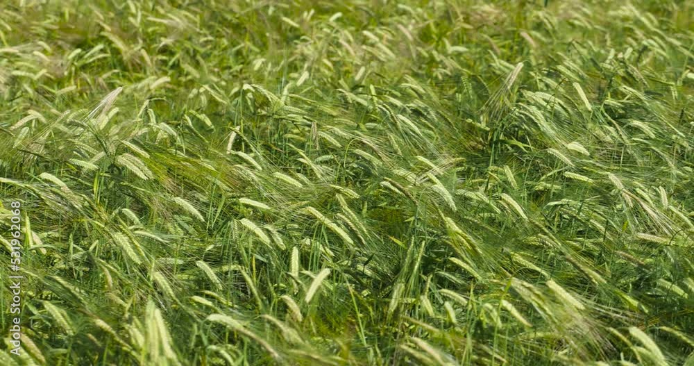 An agricultural field where ripening cereal wheat grows, a cereal field with yellowing wheat plants An agricultural field where ripening cereal wheat grows, a cereal field with yellowing wheat plants