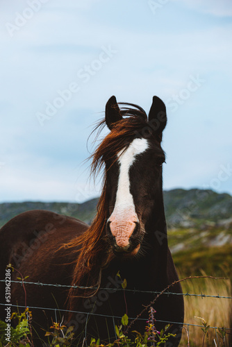 horse in the field Ireland photo