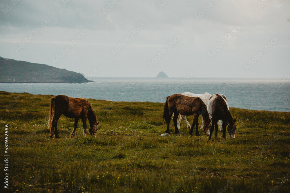 Horses close to the sea Ireland Horses close to the sea Ireland