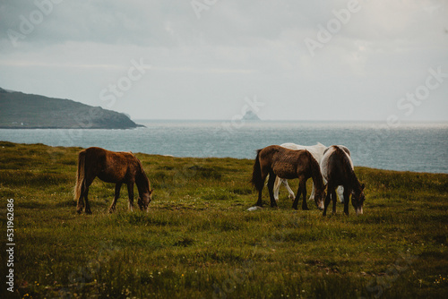 Horses close to the sea Ireland  © Henriette
