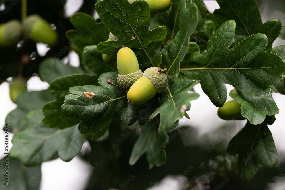 Berries for birds.Autumnal forest with acorns and various plants.
