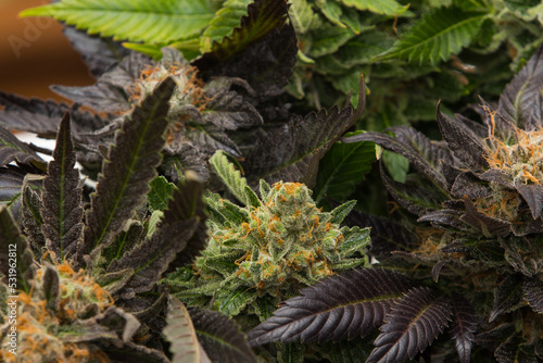 Different types of cannabis flowers together