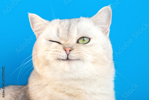 Funny portrait of a funny white fluffy purebred winking cat on a blue background © Natasha 