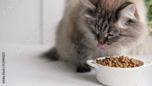 Close up Long haired cat eating organic food from a bowl. Cat eating dry food from white bowl at home. Feeding your pet. Animals and pets feed concept