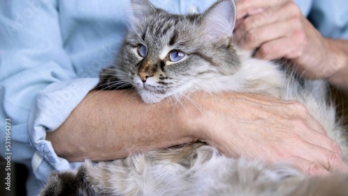 Fototapeta Naklejka Na Ścianę i Meble -  Male hand stroking a domestic Long haired cat. love for a pet. A hand caresses a cat. Pet care concept, love, affection, pleasure, rest