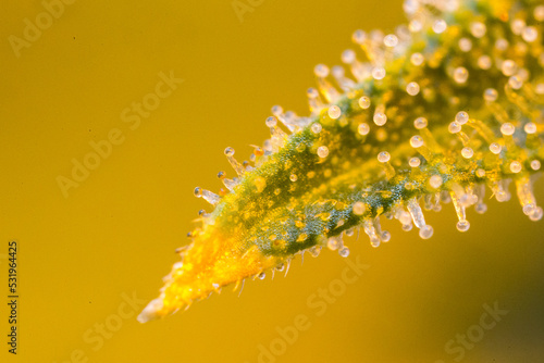 Cannabis flower bud macro super close up