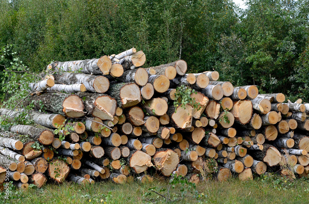 a stack of felled trees, harvesting firewood