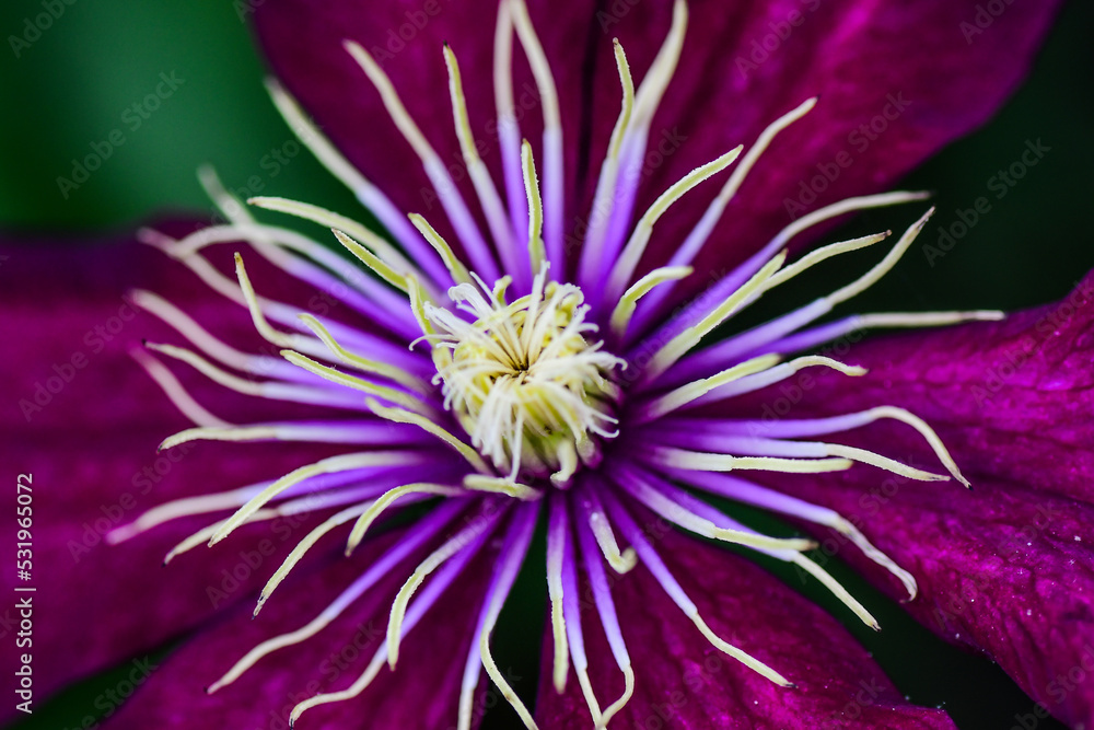 Clematis Clematis