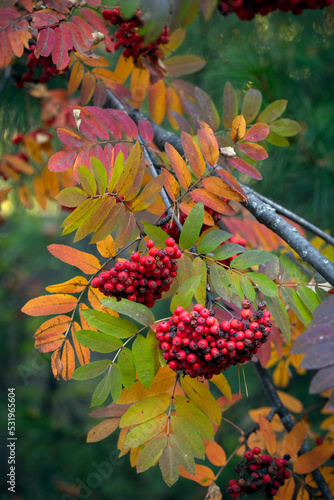 Ripe rowan berries and colorful rowan leaves in autumn. Medicinal plant. Beauty of nature. Autumn background.