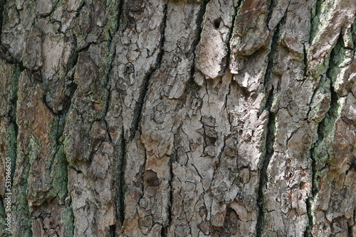 Photo of trunk surface texture of Camphor tree.