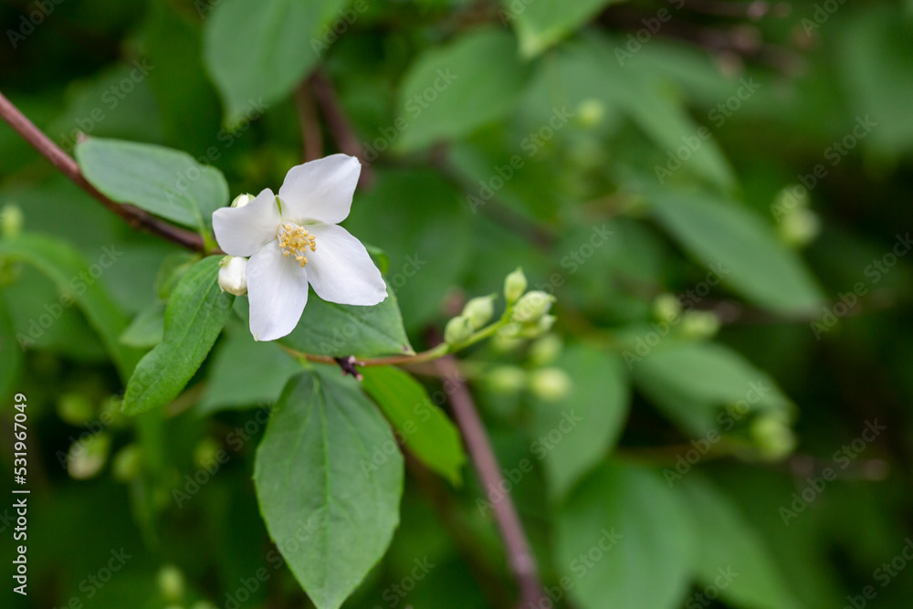 Philadelphus They are named mock-orange in reference to their flowers, flowers and jasmine Jasminum Philadelphus They are named mock-orange in reference to their flowers, flowers and jasmine Jasminum