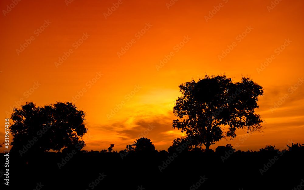 Natural panorama of beautiful orange sky at sunset and tree silhouette. beautiful nature evening sky background 