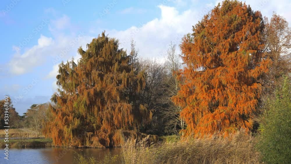 Bald cypress trees in Autumn on a verge of a lake in the Parc Floral in Bordeaux, France Bald cypress trees in Autumn on a verge of a lake in the Parc Floral in Bordeaux, France
