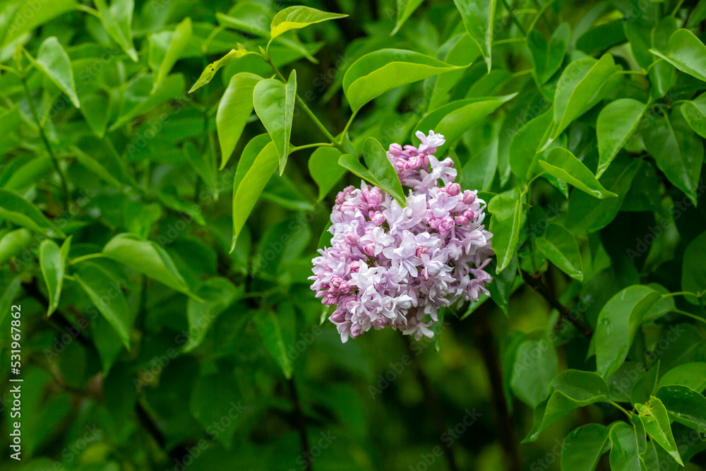 Syringa. Blooming branches of lilac close-up. Lush bloom of lilacs. Syringa. Blooming branches of lilac close-up. Lush bloom of lilacs.