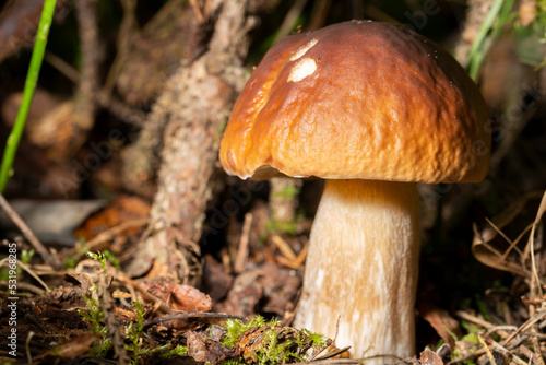 Porcini edible mushroom Boletus edulis Bull or borowik szlachetny, prawy, prawdziwek with brown cap grow in dense grass.