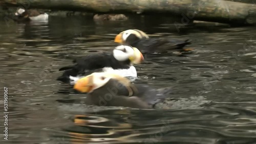 Horned Puffin swims, Alaska
Alaska Wildlife and nature, Anchorage 2021
 photo