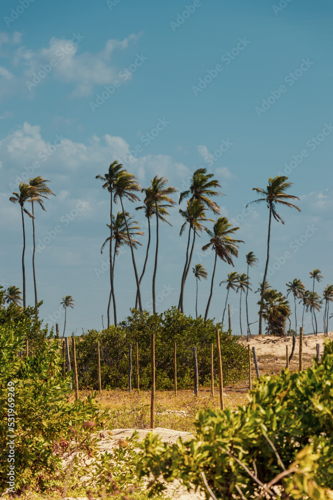 paisagem natural em atins maranhão