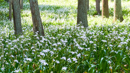 Photos シャガの花の群生地