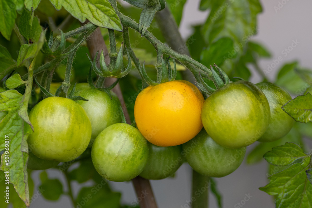 A bunch of unripe green cherry tomatoes hanging on a vine ripening. There are large deep green leaves with deep veins on the cultivated branch of homegrown produce of raw grape tomatoes.